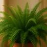 Samambaia com pontas secas? 4 macetes para sua planta "reviver" o verde intenso