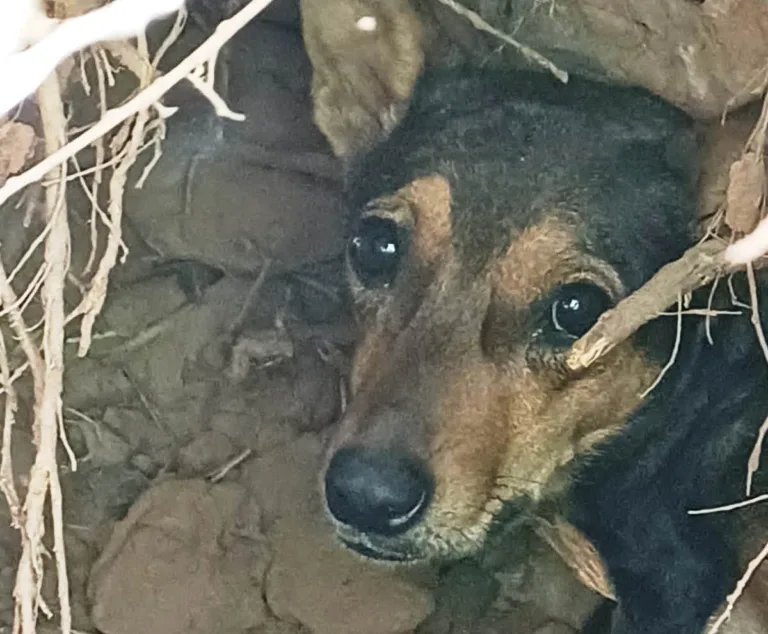 Resgate animal em Marília salva cadela e filhotes em buraco