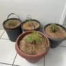 Dise prende idoso com pés de maconha e cannabidiol