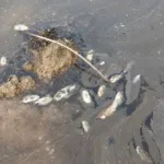 Assentamento acusa crime ambiental em área de Eucaliptos de Gália