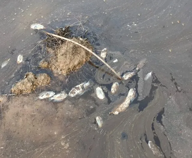 Assentamento acusa crime ambiental em área de Eucaliptos de Gália