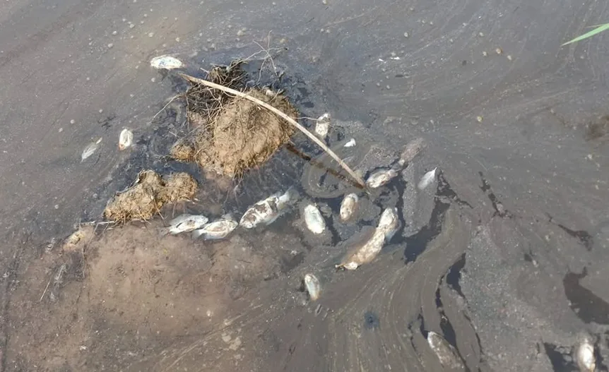 Assentamento acusa crime ambiental em área de Eucaliptos de Gália Assentamento acusa crime ambiental em área de Eucaliptos de Gália