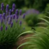 5 maneiras de afastar o mosquito da dengue com lavanda e outras plantas