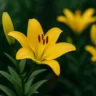 Qual o significado de um lírio-amarelo como presente de Dia das Mães