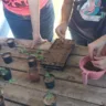 Escola de Vera Cruz inclui Pancs em canteiro e envolve alunos
