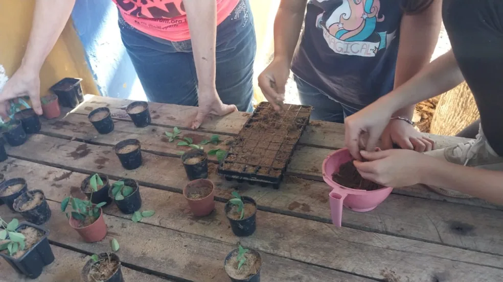Escola de Vera Cruz inclui Pancs em canteiro e envolve alunos Escola de Vera Cruz inclui Pancs em canteiro e envolve alunos