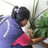 Cai índice de infestação do Aedes
