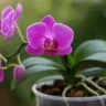 3 segredos para evitar que a sua orquídea morra de sede