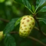 Fruta vômito