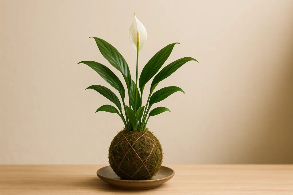 Lírio-da-paz em kokedama