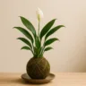 Lírio-da-paz em kokedama