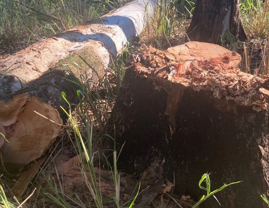 Fazenda tem invasão para corte de árvores e furto em Chavantes