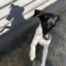 Resgate de cachorro encaminha adoção e incentiva fiscalização