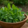 Ora-pro-nóbis 6 motivos para incluir essa planta poderosa na sua alimentação