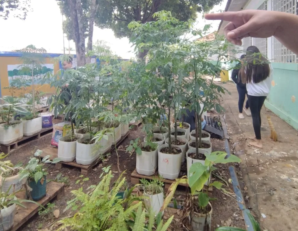 Escola de Vera Cruz inclui Pancs em canteiro e envolve alunos