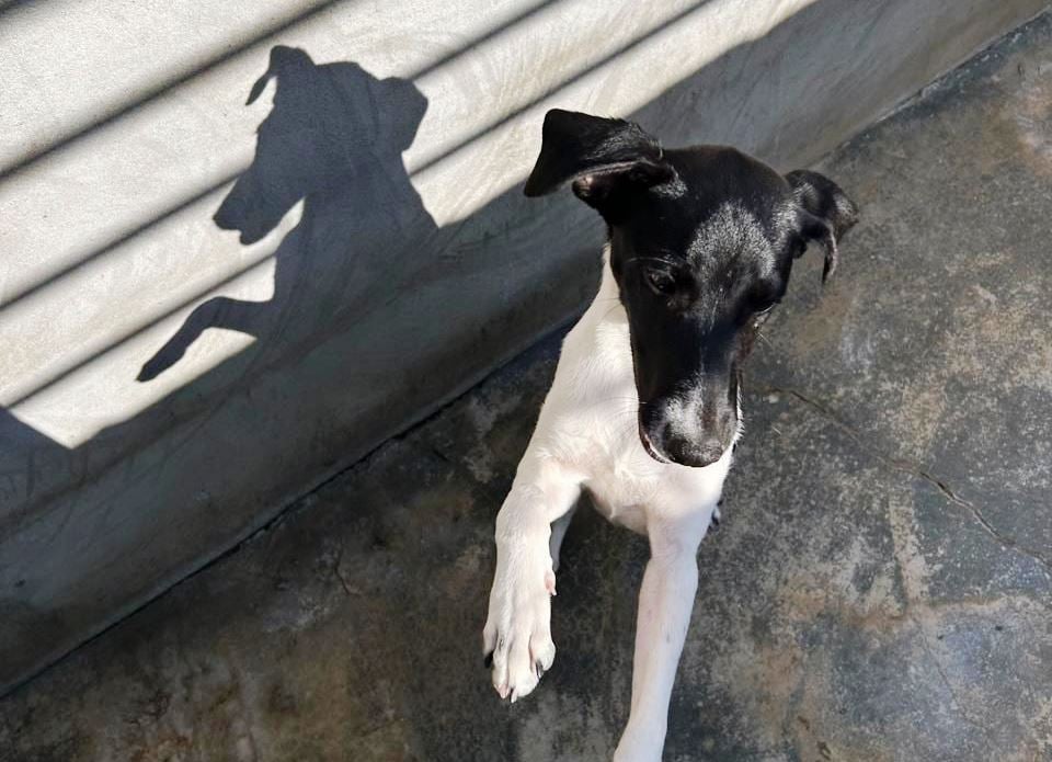 Resgate de cachorro encaminha adoção e incentiva fiscalização