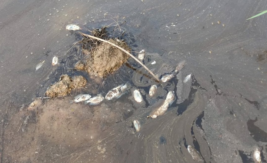 Assentamento acusa crime ambiental em área de Eucaliptos de Gália