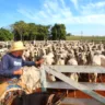 Simpósio de produção animal terá grandes nomes da Medicina Veterinária na Unimar