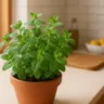 Hortelã no vaso além de perfumar, essa planta afasta insetos indesejados da cozinha