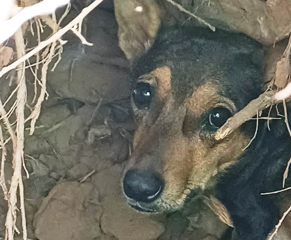 Resgate animal em Marília salva cadela e filhotes em buraco