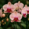 Orquídeas no Dia das Mães por que elas continuam sendo o presente mais elegante