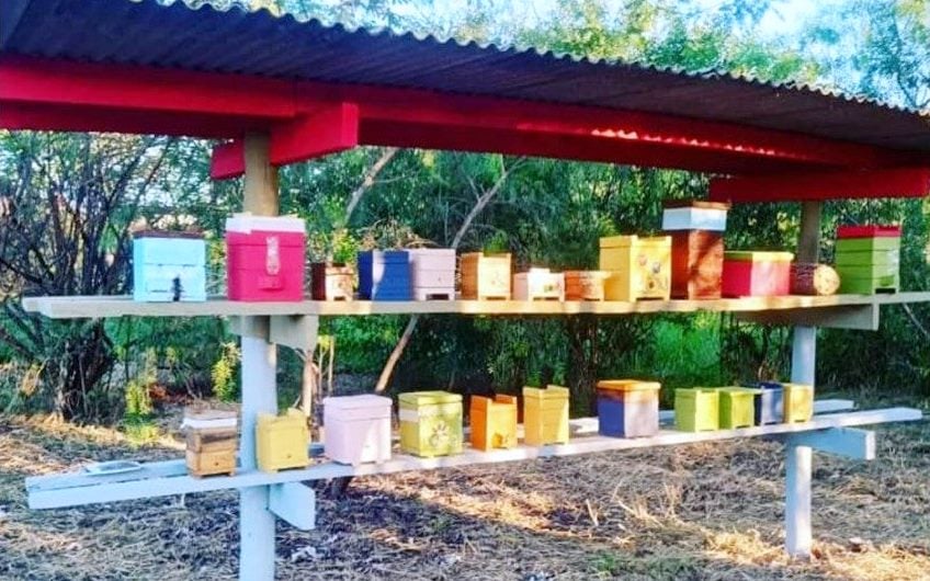 Agroecologia com abelhas em Marília vira tese de mestrado e livro