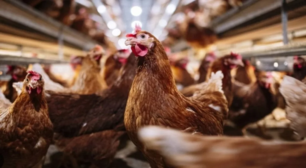 Ministério confirma primeiro caso de gripe aviária