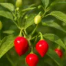 3 truques que ninguém conta para a pimenta biquinho crescer cheia de frutos