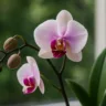 O erro que impede sua orquídea de florescer