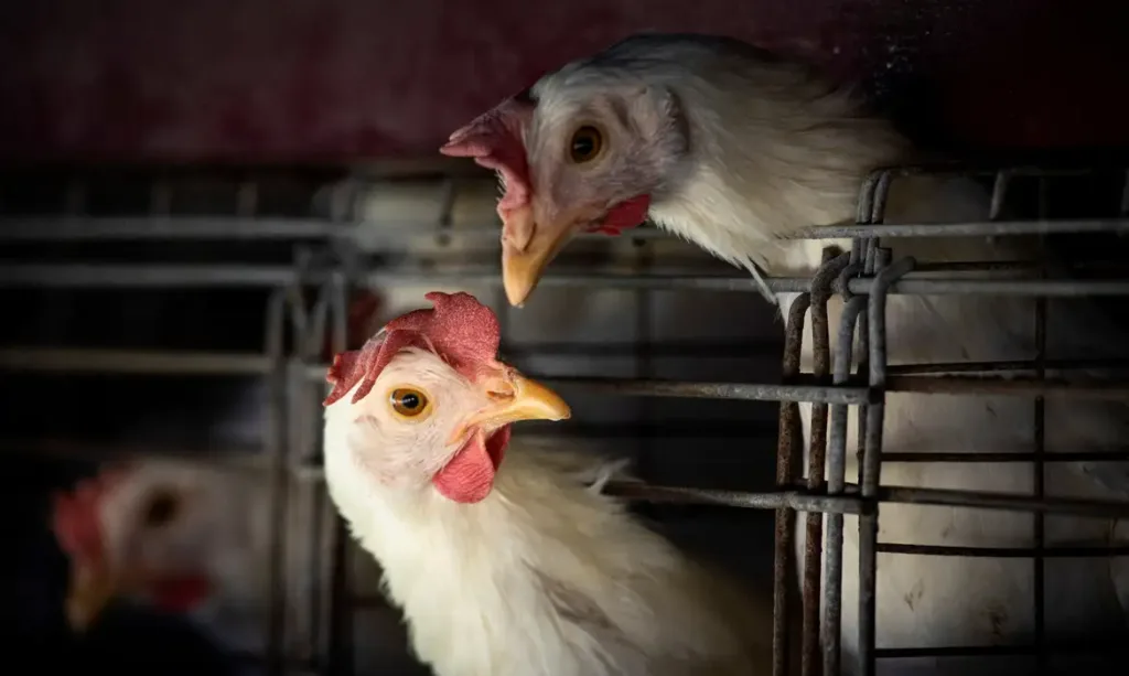 Brasil confirma dois focos de gripe aviária e investiga seis casos Brasil confirma dois focos de gripe aviária e investiga seis casos