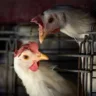 Brasil confirma dois focos de gripe aviária e investiga seis casos