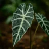 Alocasia amazonica 3 cuidados específicos que fazem essa planta exótica prosperar