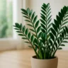 Zamioculca precisa de pouca água e muita luz perfeita para quem esquece de regar
