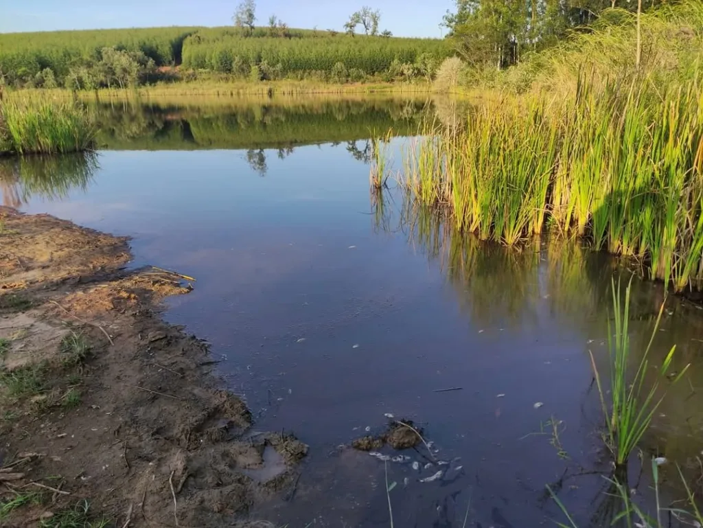 Assentamento acusa crime ambiental em área de Eucaliptos de Gália