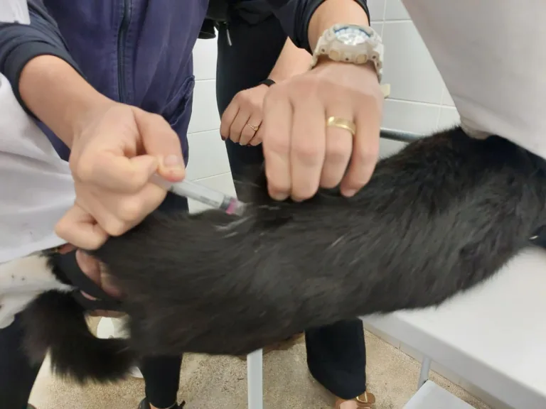 Vacinação de cães e gatos vai à zona oeste de Marília
