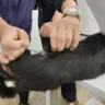 Vacinação de cães e gatos vai à zona oeste de Marília
