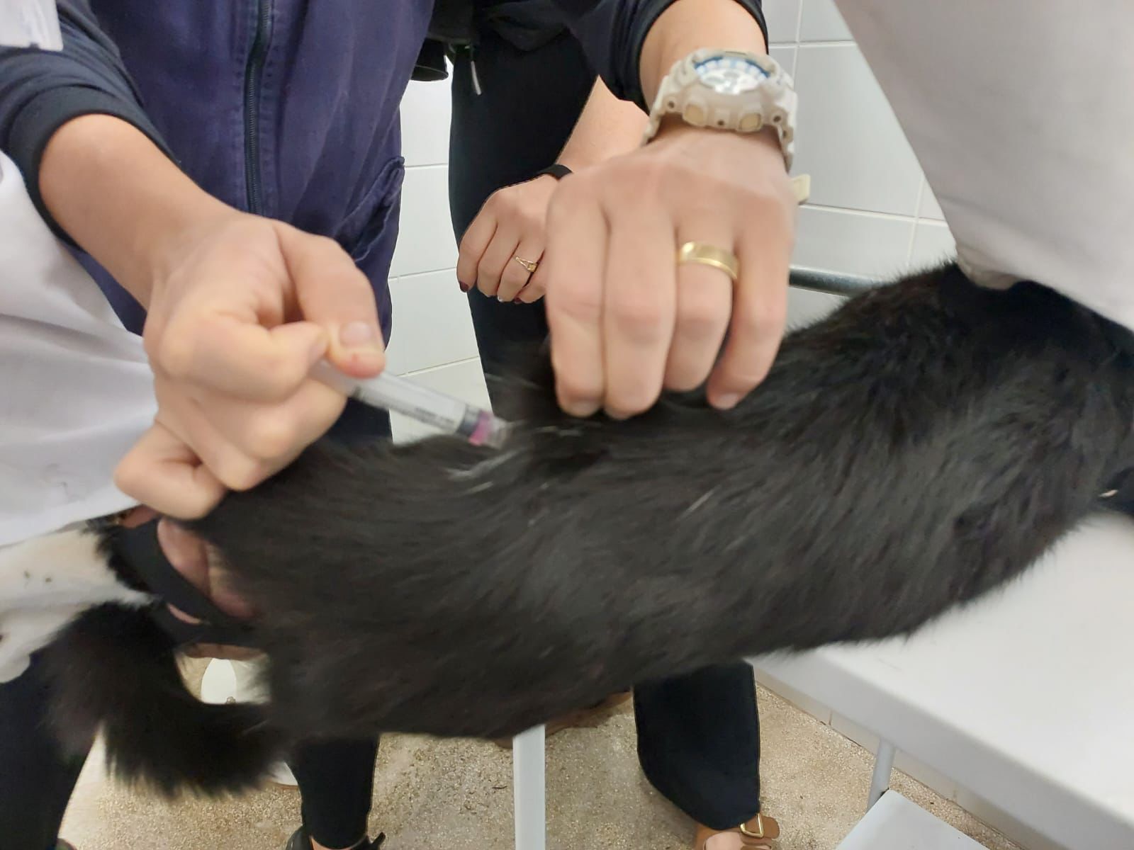 Vacinação de cães e gatos vai à zona oeste de Marília