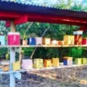 Agroecologia com abelhas em Marília vira tese de mestrado e livro