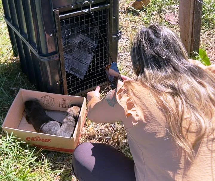 Resgate animal em Marília salva cadela e filhotes em buraco
