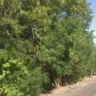 Polícia identifica vítima de homicídio na zona sul: 26 anos