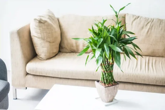 Como cuidar do bambu da sorte para manter os caules sempre verdes e firmes