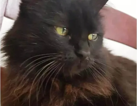 Nenê, Amor peludo Nenê, Amor peludo