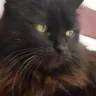 Nenê, Amor peludo