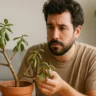 Planta jade com folhas murchas - Veja como recuperar fácil