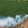 Agricultura orienta prevenção contra danos por geada