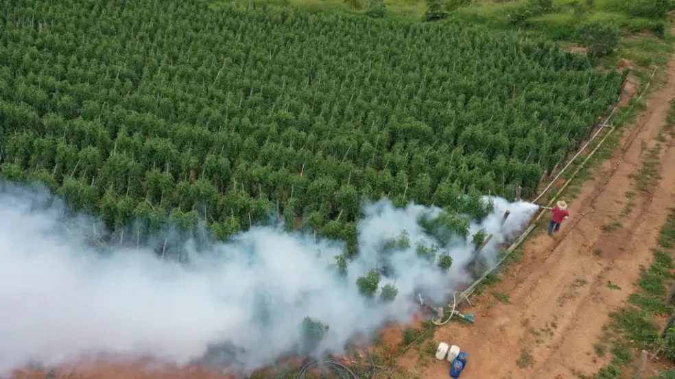 Agricultura orienta prevenção contra danos por geada Agricultura orienta prevenção contra danos por geada