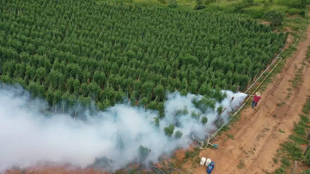 Agricultura orienta prevenção contra danos por geada