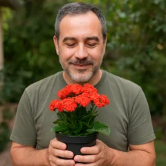 A kalanchoe tava toda tímida, mas bastou um corte certo pra ela explodir de flor