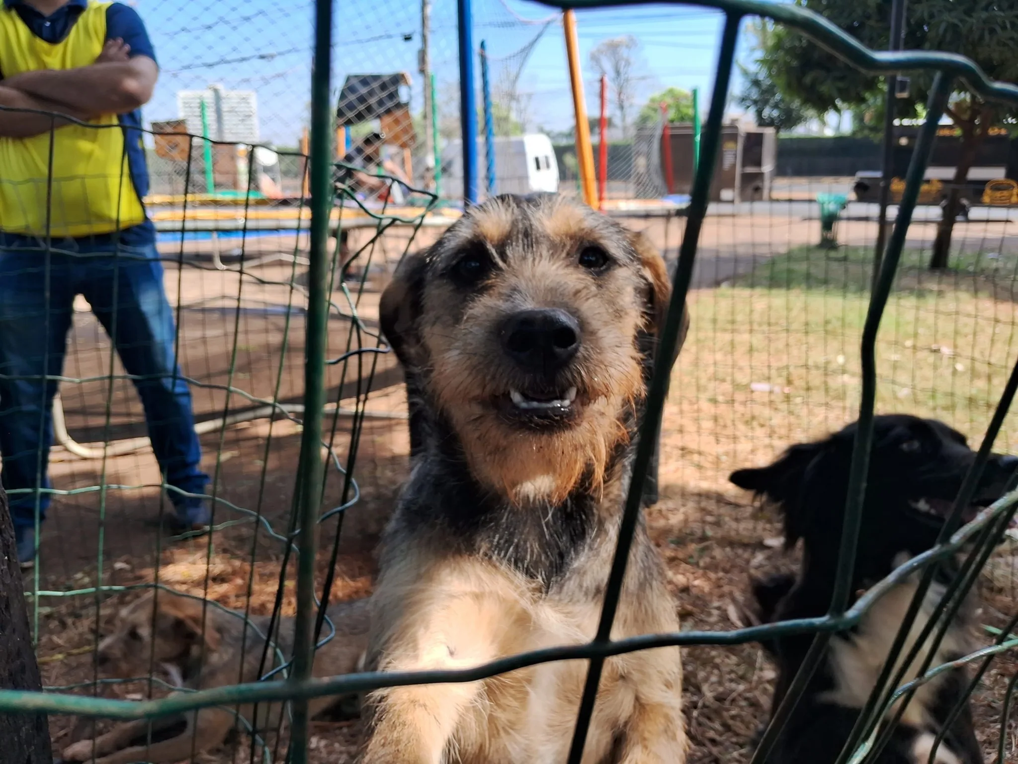Domingo terá feira para adoção de animais em Marília