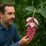 Medinilla magnifica flor tropical rara que transforma o jardim